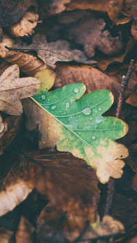 international_plant (7)