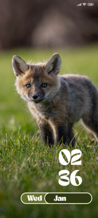 Baby Fox