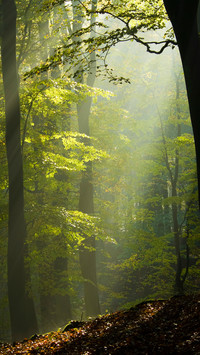 Forest Green Path