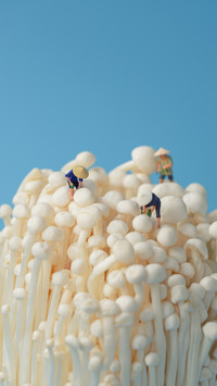 Can the nutrition of Flammulina velutipes be absorbed 5