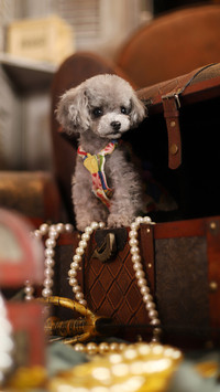 Dogs are stressed at home 4