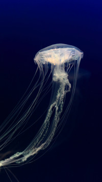 Benthic animals-01