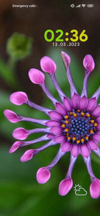 daisy unique