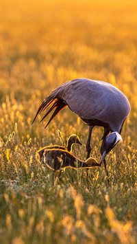 The mother crane wetland is nourished by the morning