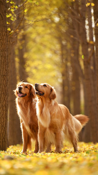 How to ensure the social safety of dogs 50