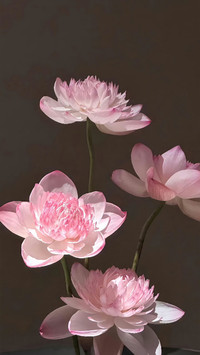 一池清荷两般风月