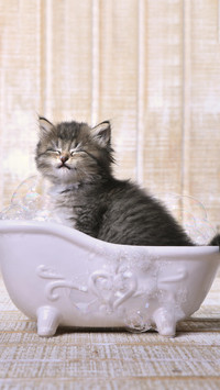 猫咪的落地姿势