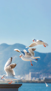 A row of seagulls