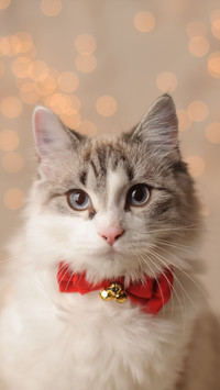 伤不起！我家的猫是处女座