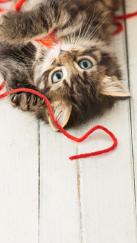 伤不起！我家的猫是处女座