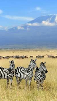 A Group of Zebras Standing on The Grassland