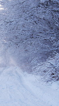 The first light of a winter morning appears