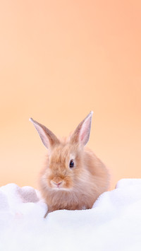 Cute Little Rabbit White Cloth Blanket