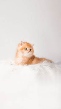 Cute little sobbing kitten sleeping on a furry white blanket