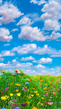 Colorful Flower Field