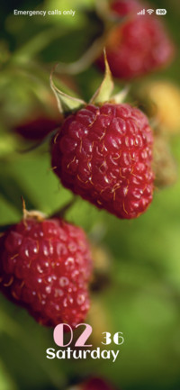 Berry Duo