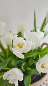 White tulips with green leaves on a white background