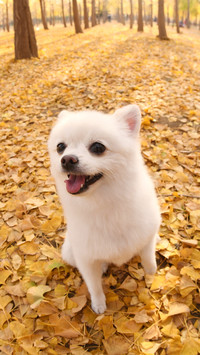 Why Dogs Have Selective Disability 2