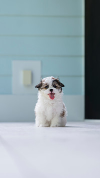 One adorable Shih-tzu puppy dog posing for the camera