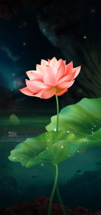 半夏荷花唯美古韵