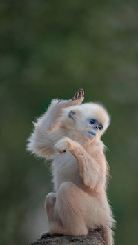 People born in the year of the monkey may possess great