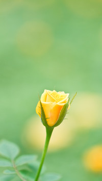Flowers and plants