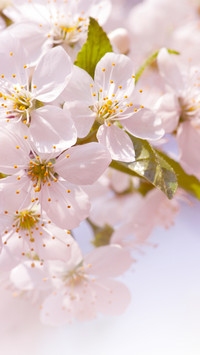 Good scenery in spring-08