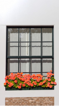 The flowers on the windowsill