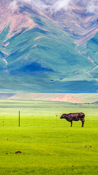 The cattle on the grassland and the misty mountains