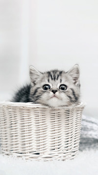 软萌小猫-拍信图库