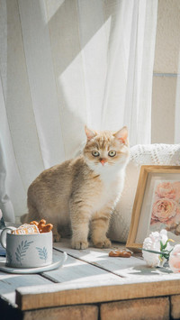 关于猫咪的一些冷知识