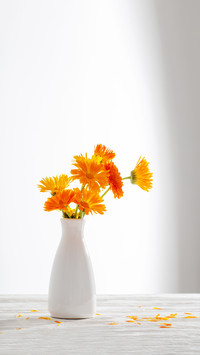 Orange marigold in white vase