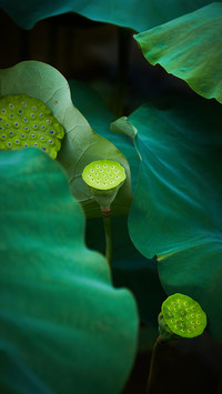 Among the lotus leaves