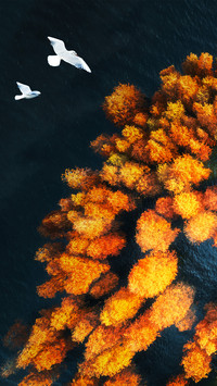 Fly over autumn