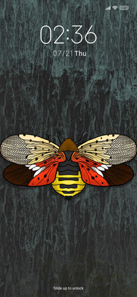 Butterfly