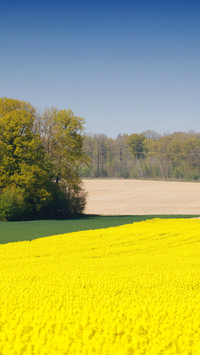 French rapeseed fields