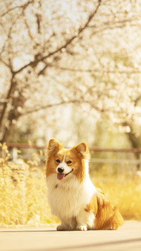 Cold Knowledge of Dogs 8