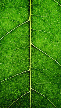 Green eye protection wallpaper