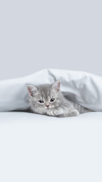 人类为何喜欢猫