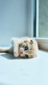 British little playful kitten at home near the window