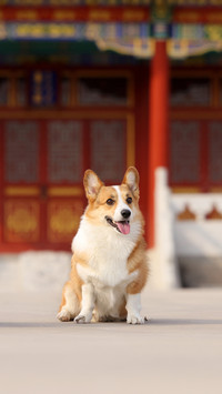 Do you have a dog at home 9