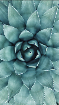 植物3