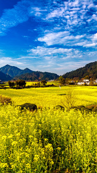 婺源的景 沉醉的心