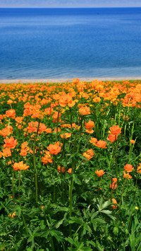 花海赛里木湖