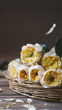 How to plant roses effectively