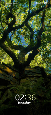 Stone Survivor