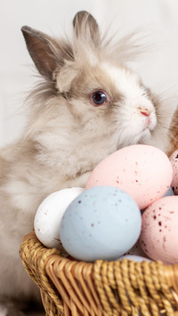 Lovely rabbit-02