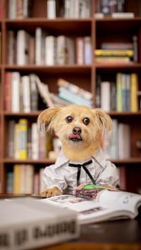 Cold knowledge about dogs 3