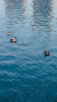A glimpse of wild ducks in songjiang in early spring