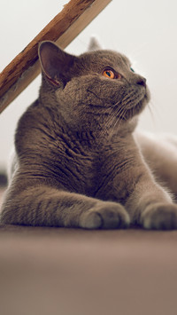 温顺友善的猫咪